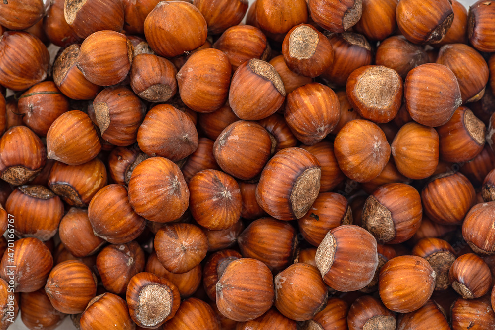Hazelnuts in the shell. Round filbert, ripe fruit of a Corylus avellana hazel shrubs. Hazelnuts in the shell. Round filbert, ripe fruit of a Corylus avellana hazel shrubs.