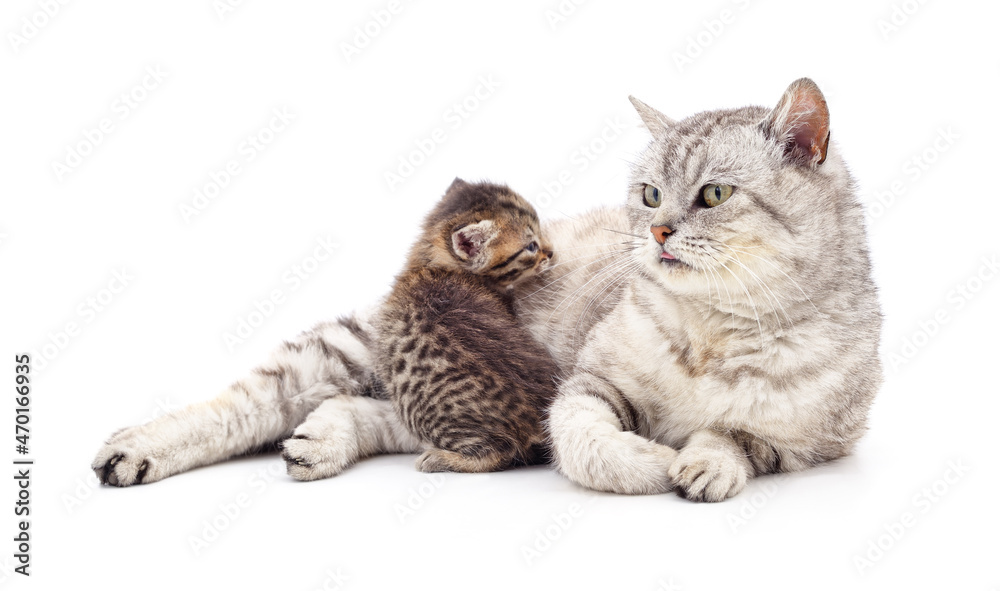 Mom cat with kitten.