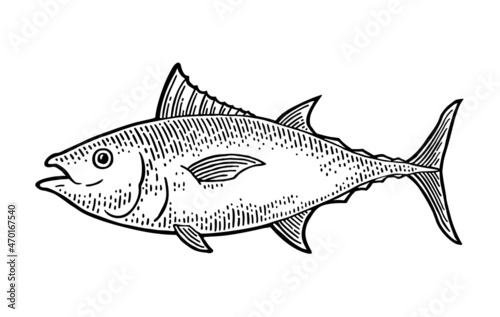 Whole fresh fish tuna on white. Vintage engraving monochrome black illustration.