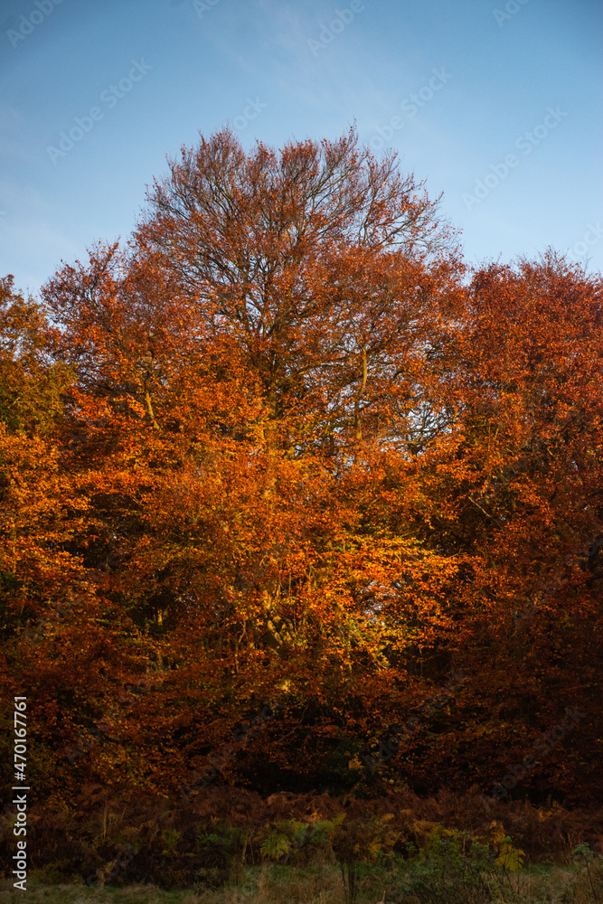 Autumn trees in the woods during Golden Hour