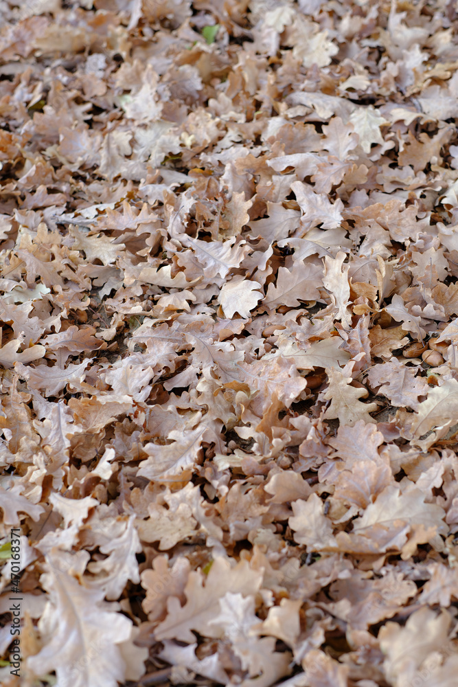 Fallen oak leaves with the onset of autumn. Fallen oak leaves with the onset of autumn.