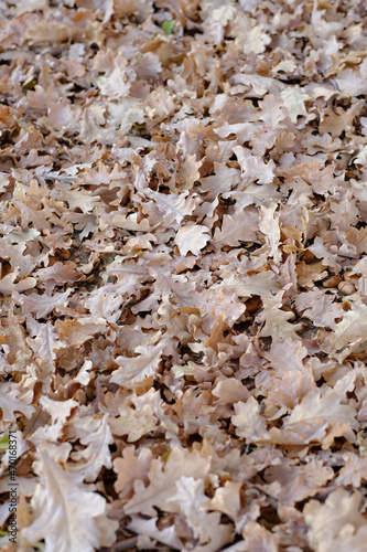 Fallen oak leaves with the onset of autumn.