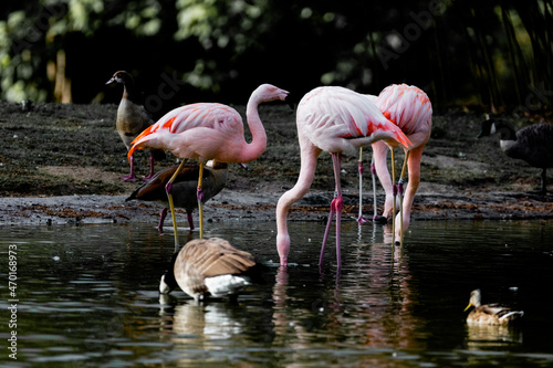 pink flamingos in the water