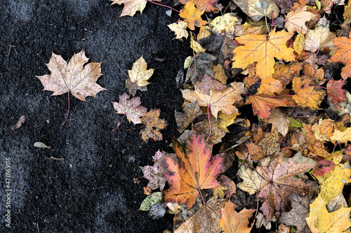 bunte Baumblätter fallen im Herbst © Zehra
