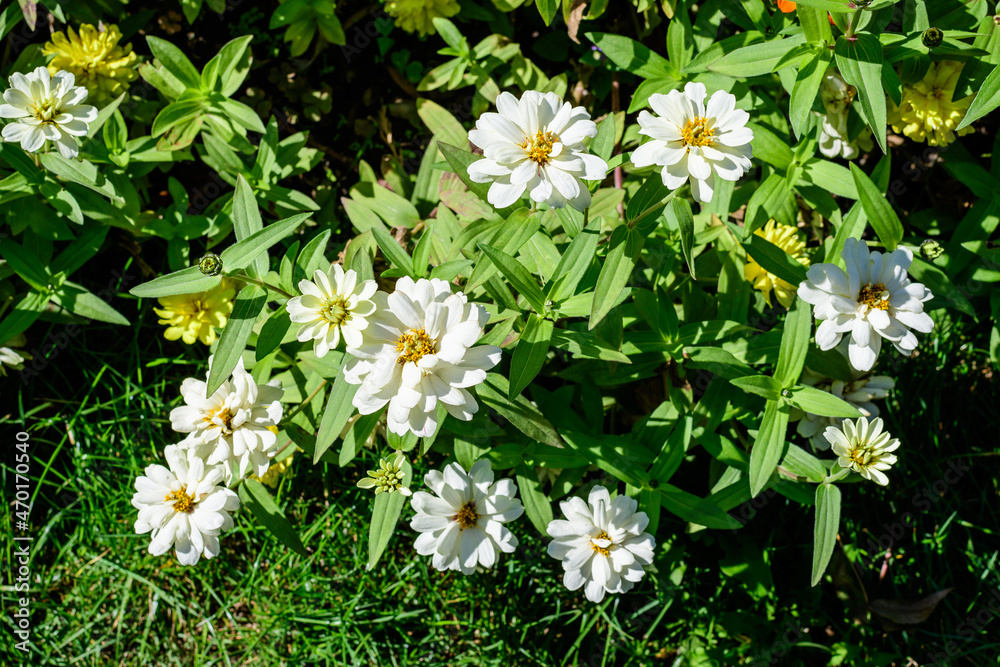 Close up of many beautiful large white zinnia flowers in full bloom on blurred green background, photographed with soft focus in a garden in a sunny summer day Close up of many beautiful large white zinnia flowers in full bloom on blurred green background, photographed with soft focus in a garden in a sunny summer day