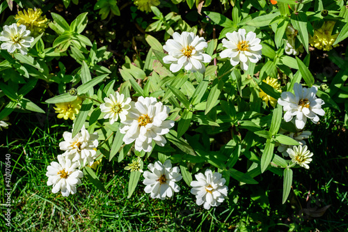 Close up of many beautiful large white zinnia flowers in full bloom on blurred green background, photographed with soft focus in a garden in a sunny summer day