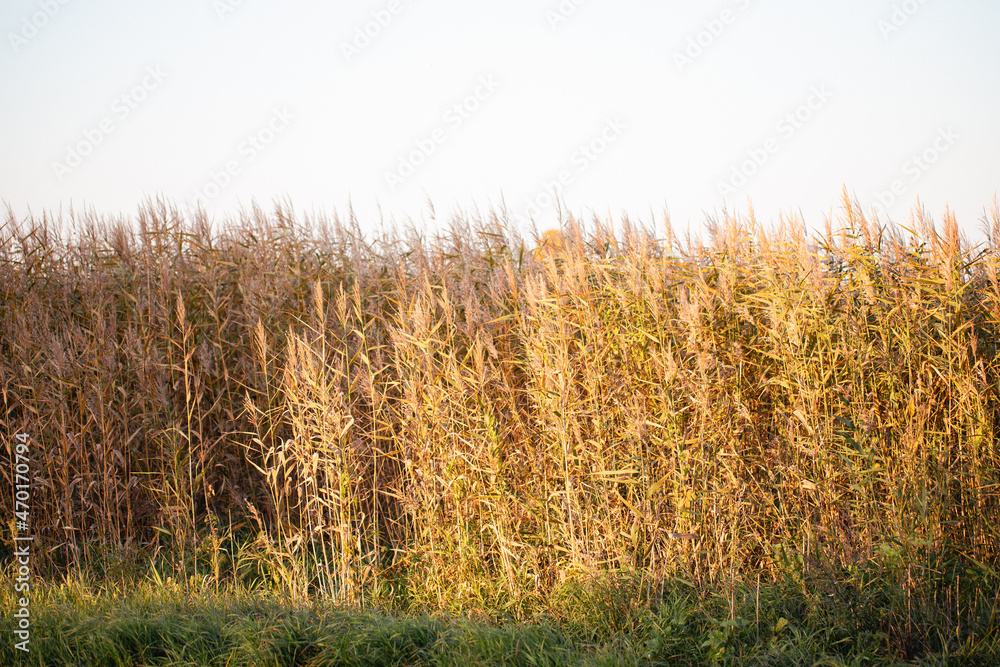 Fototapeta premium Wild reed field background. Autumn river coast nature.