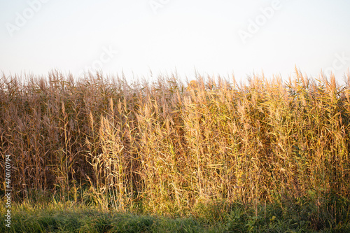Wild reed field background. Autumn river coast nature.
