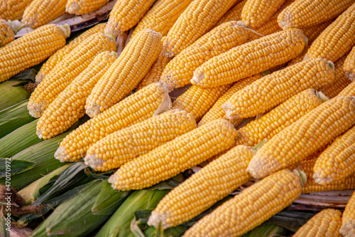Yellow corn cobs stacked together on a farmers market. Closeup on an organic fresh harvested sugar corn.