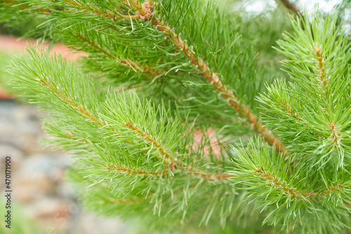Spruce branch close-up. Surface focus. Fluffy spruce branch close-up. The concept of Christmas wallpaper. A place to copy. High quality photo