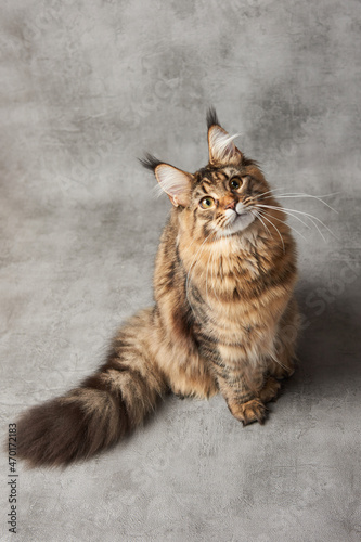 maine coon cat
