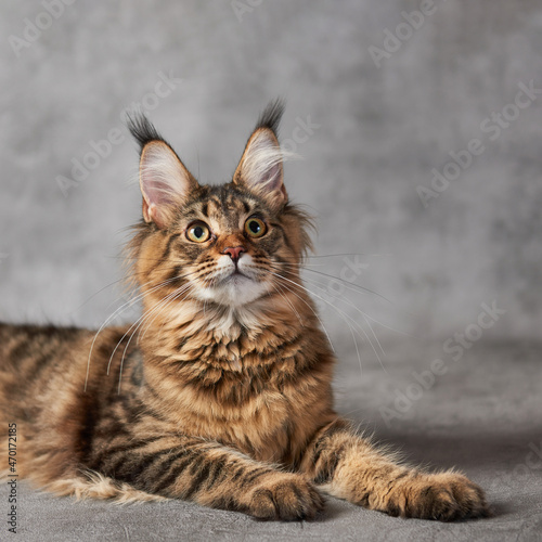 maine coon cat