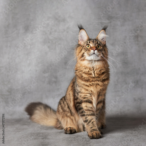 maine coon cat