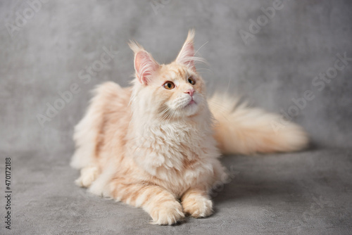 maine coon cat