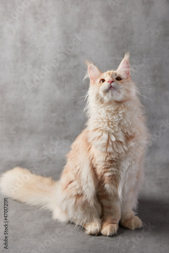 maine coon cat