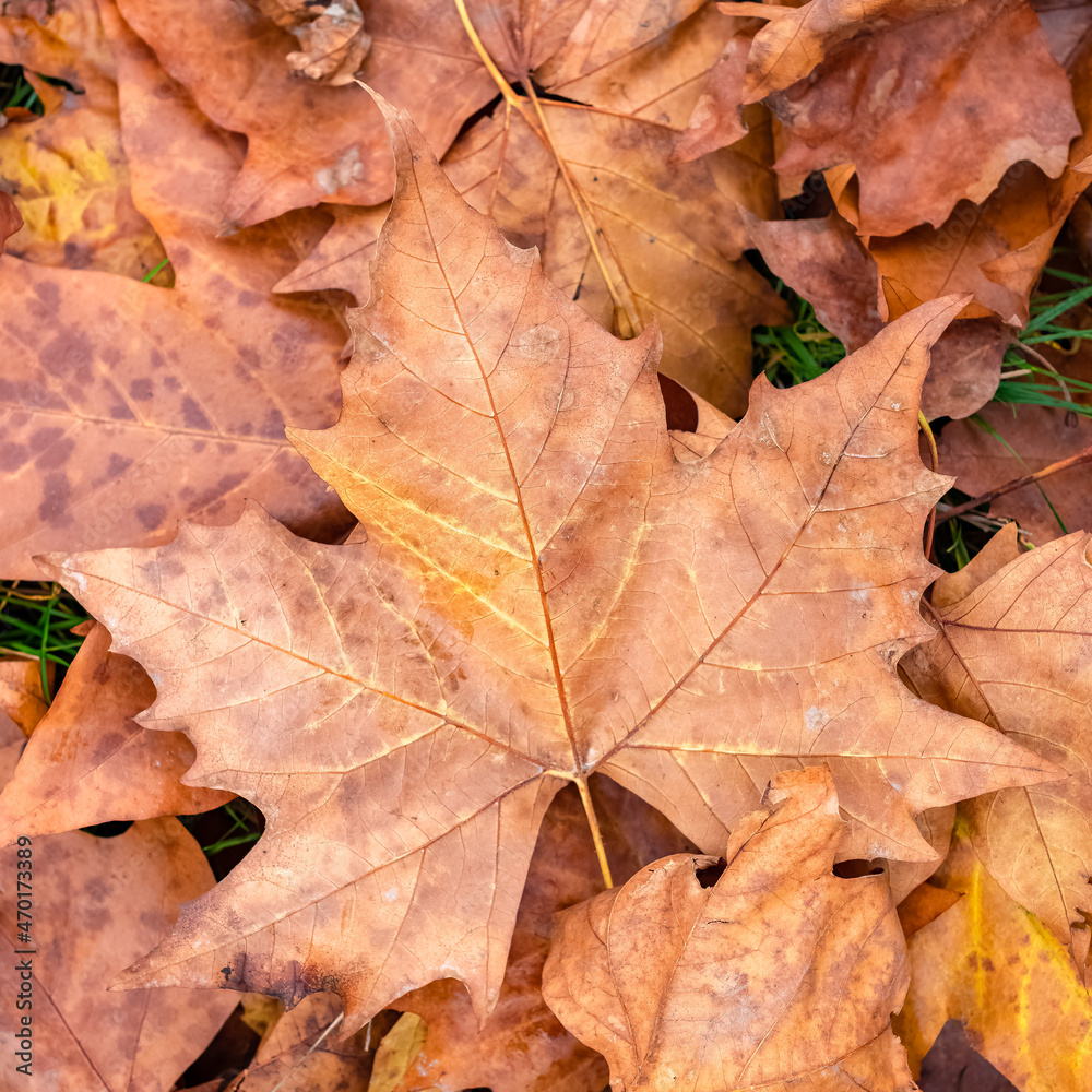 Fallen leaves on the ground in autumn, beautiful background
Fallen leaves on the ground in autumn, beautiful background