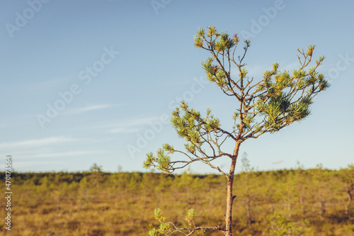 Landscape with trees and sky at Viru Bog, Estonia
