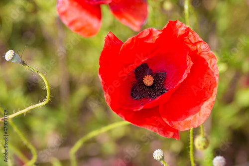 red poppy in a field