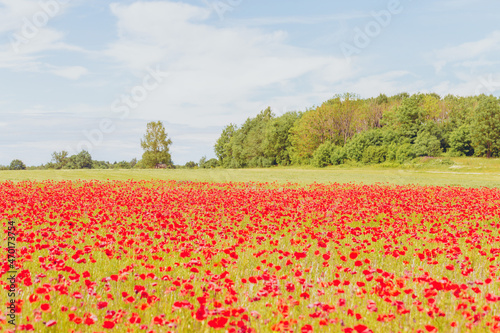 Red poppy field forest and blue sky in Estonia.