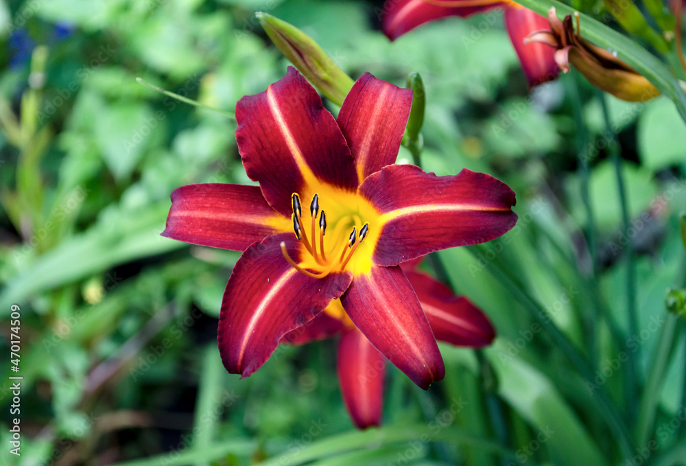 Bright lily flower on a July morning Bright lily flower on a July morning