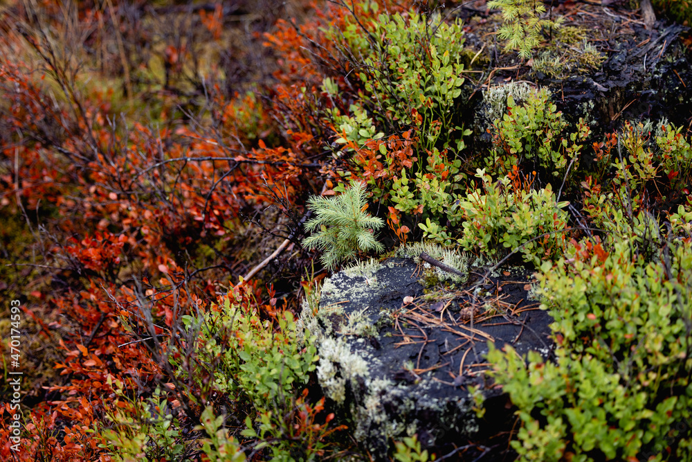 varied beautiful forest vegetation in daylight varied beautiful forest vegetation in daylight