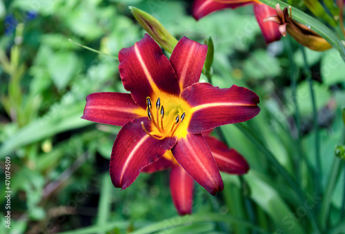 Bright lily flower on a July morning
