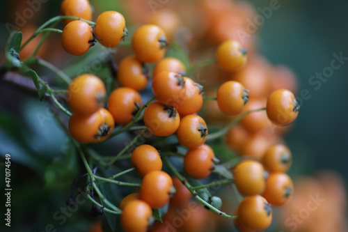 Small orange berries on green branches on sunny autumn day.