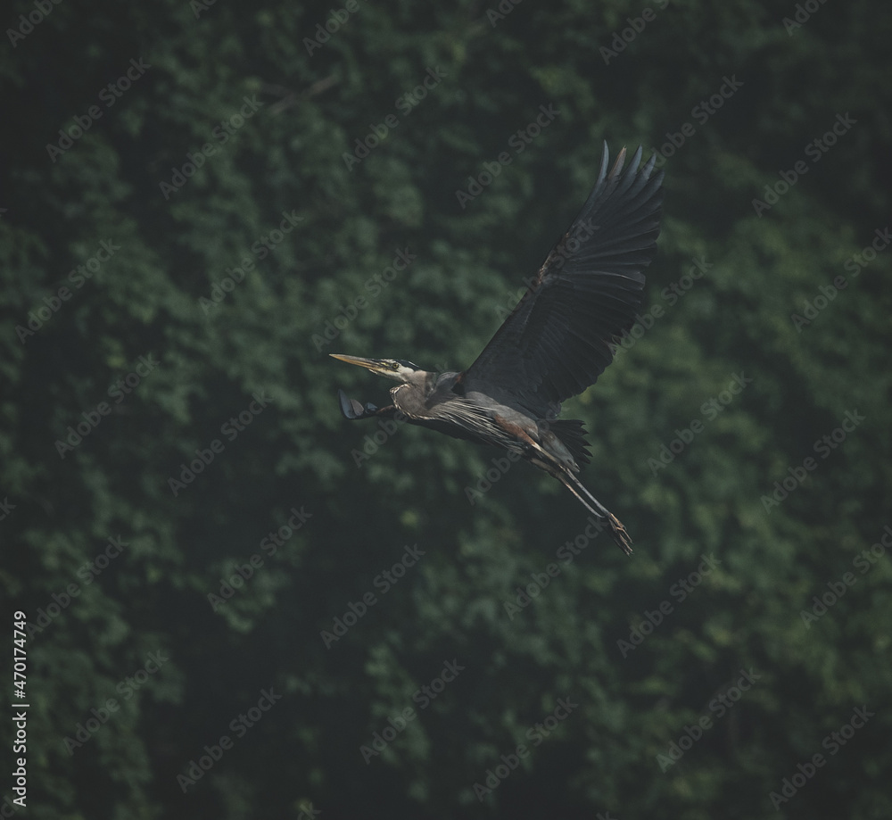 Fototapeta premium Great Blue Heron flying with wings spread 