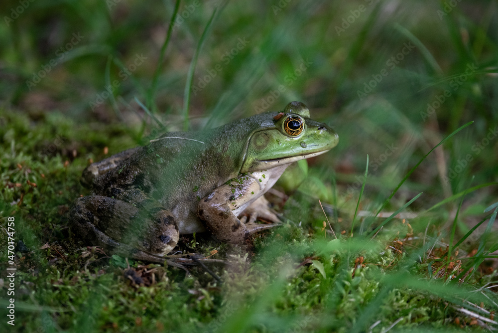 Green frog resting in the grass Green frog resting in the grass