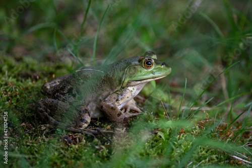 Green frog resting in the grass