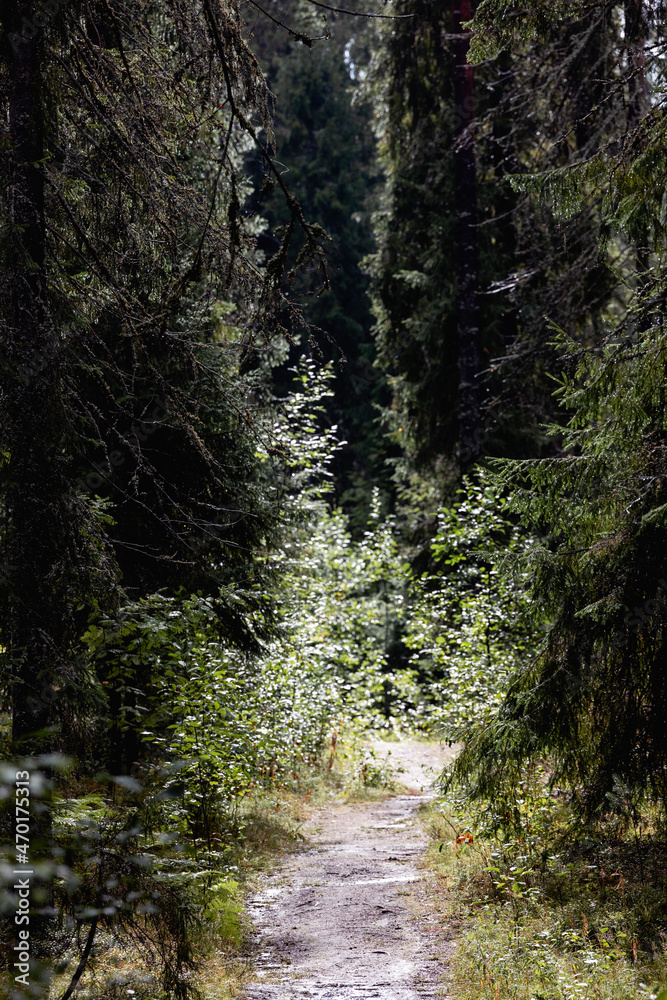 Fototapeta premium forest road on a warm summer day