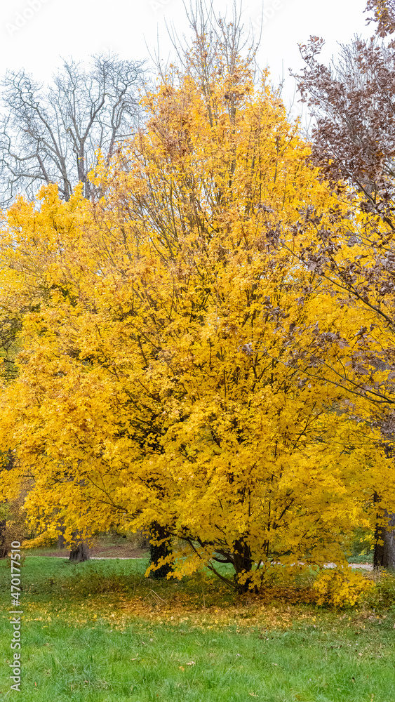 A beautiful tree in autumn, a carpet of yellow fallen leaves in the Bois of Vincennes
