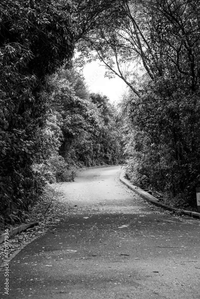 Obraz premium road in the woods