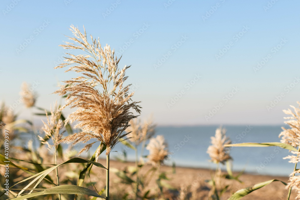 Obraz premium Dry reed outdoor in light pastel colors, reed layer, reed seeds. Beige reed grass, pampas grass. Abstract natural background. Beautiful pattern with neutral colors. Minimal, stylish, trend