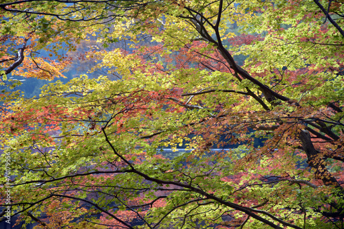 秋の談山神社 境内の紅葉 奈良県桜井市多武峰