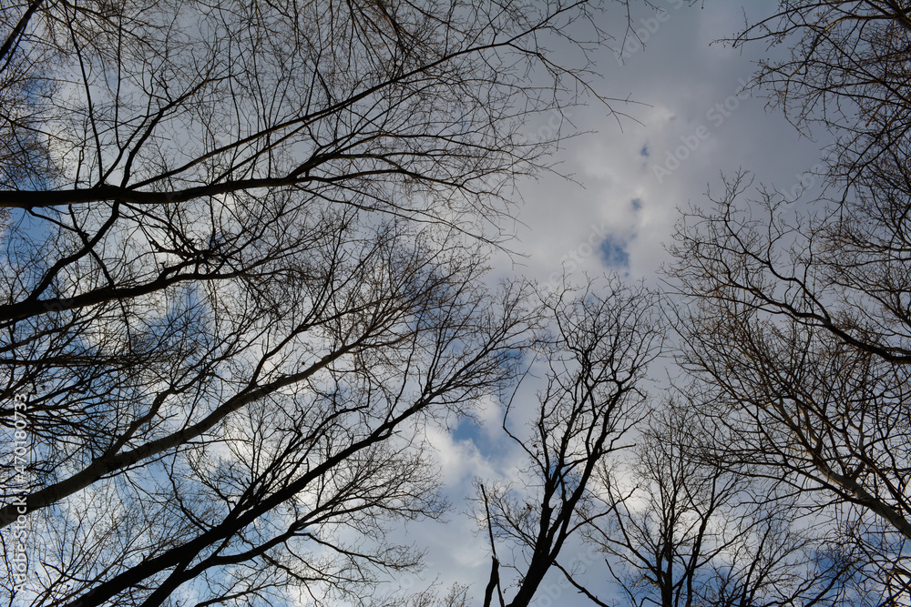 Beautiful silhouettes of trees without leaves on the background of cloudy sky Beautiful silhouettes of trees without leaves on the background of cloudy sky