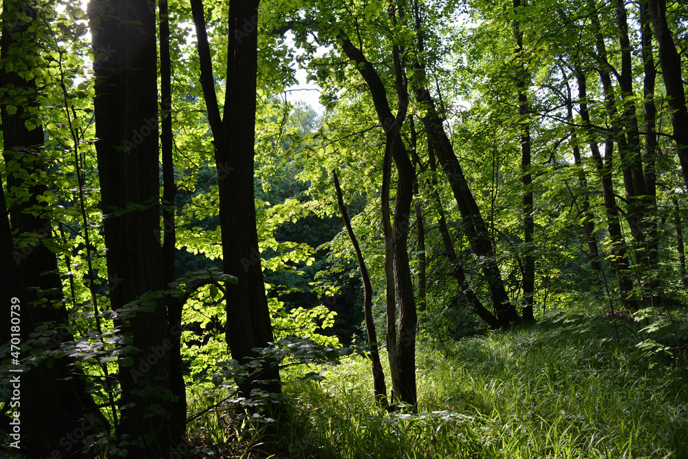 Fototapeta premium Beautiful landscape with forest in summer day. Black tree trunks, green foliage and grass