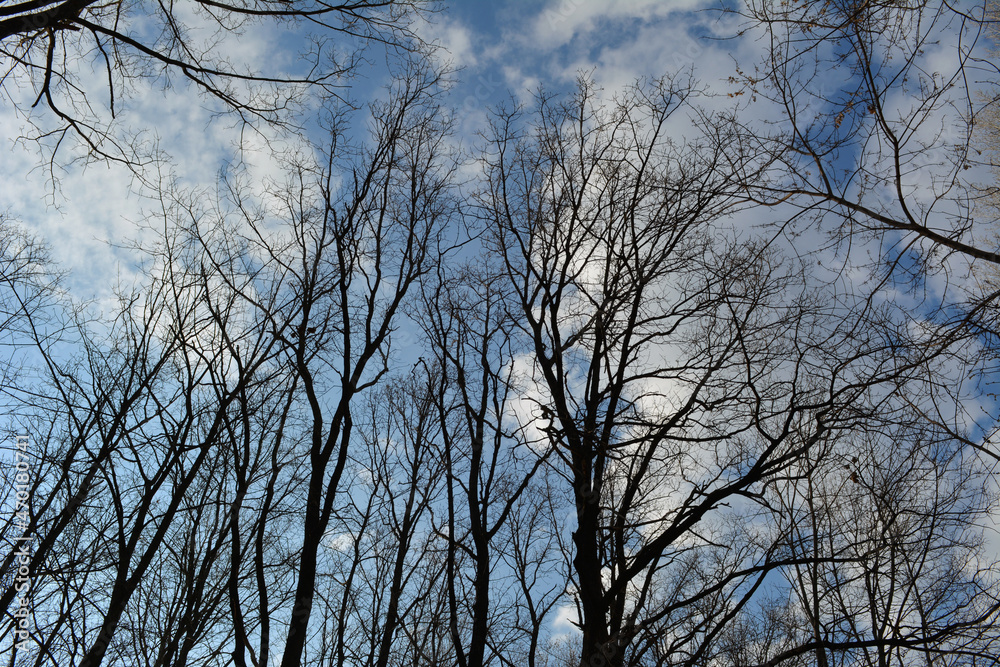 Black silhouettes of leafless trees on the background of sky with clouds Black silhouettes of leafless trees on the background of sky with clouds