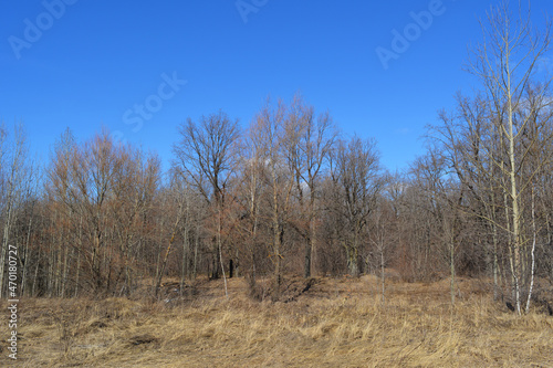 Landscape of leafless deciduous forest in early spring.