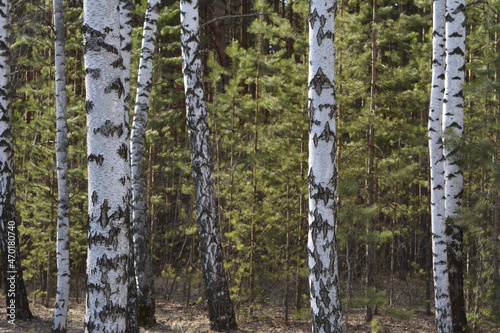 Birch tree trunks on the background of pine forest