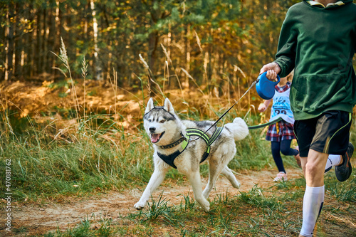 Canicross exercises, Siberian Husky dog running with children taking part in canicross race outdoor photo