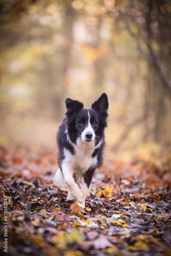 Border collie is going on the road in forest. Autumn photoshooting in park. Border collie is going on the road in forest. Autumn photoshooting in park.