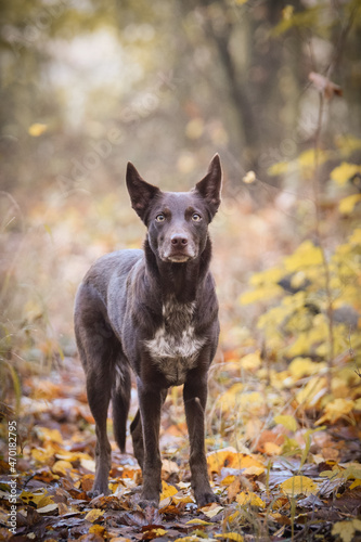 border collie is standing in the forest. It is autumn portret.