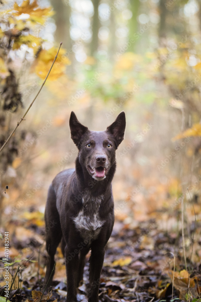 border collie is standing in the forest. It is autumn portret.
