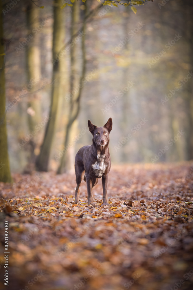 border collie is standing in the forest. It is autumn portret.