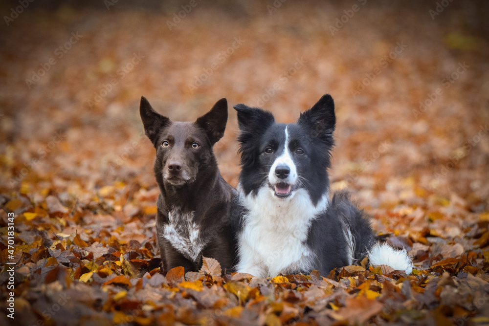 border collies are lying in the forest. It is autumn portret.