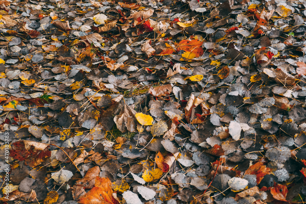 Leaves background close-up, autumn abstract background. Leaves background close-up, autumn abstract background.
