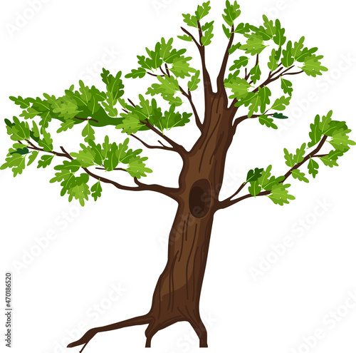 Cartoon oak tree with hollow and green foliage isolated on white background