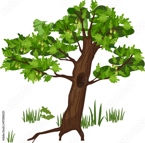 Cartoon oak tree with hollow and green foliage isolated on white background