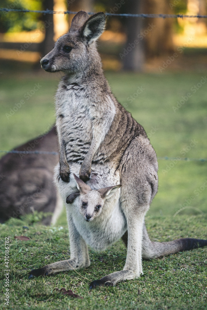 Kangaroo